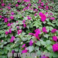 非洲鳳仙花