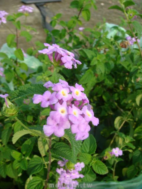 紫花馬櫻丹