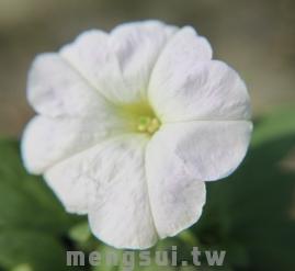 矮牽牛 II (大朵)