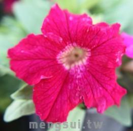 矮牽牛 III (大朵)